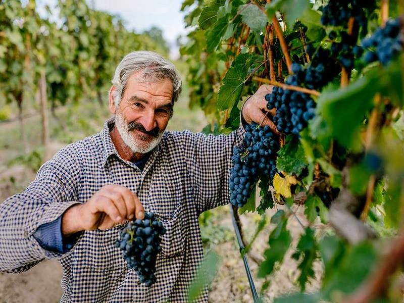 Rtveli – Harvesting grapes, Georgian style geotv.ge